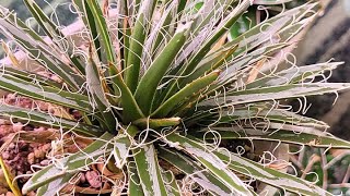 Friday Funday AGAVES in February by Thang Plants 252 views 2 months ago 19 minutes