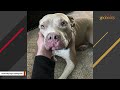 The moment breeder dog realized she was free