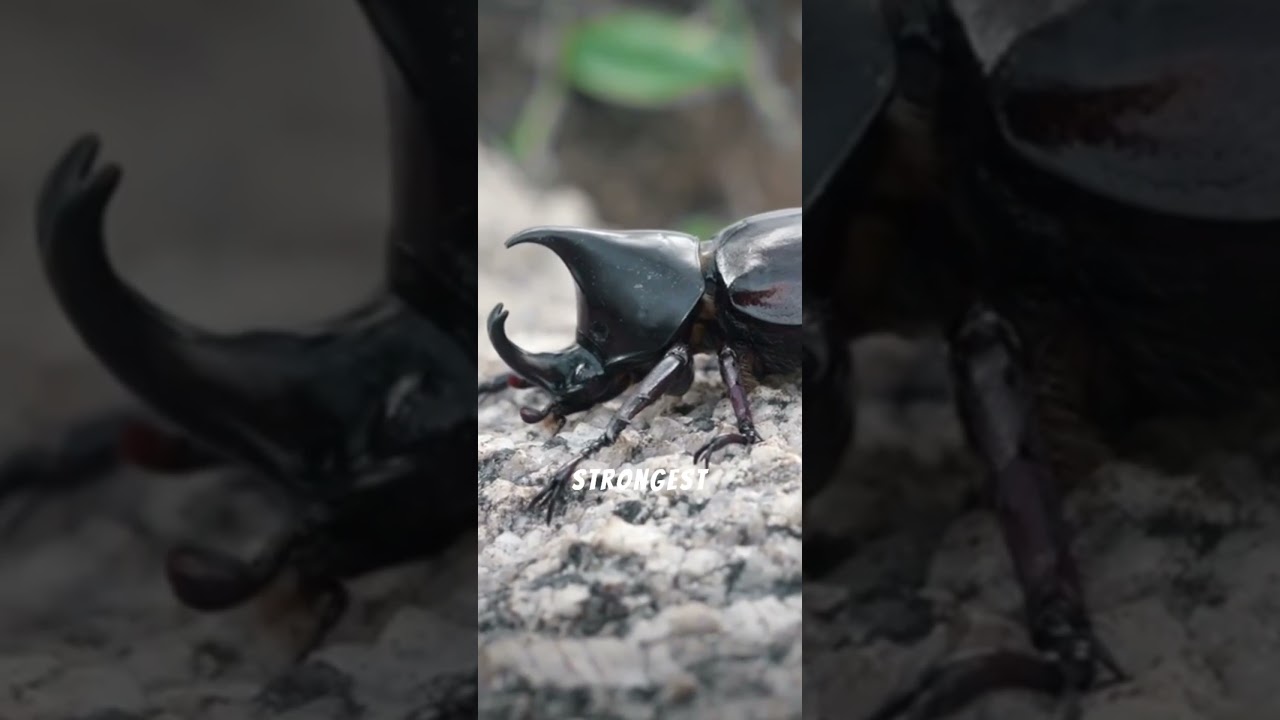 Who is the strongest animal in the world?