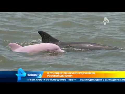 Моряку удалось снять на камеру розового дельфина Потрясающие кадры