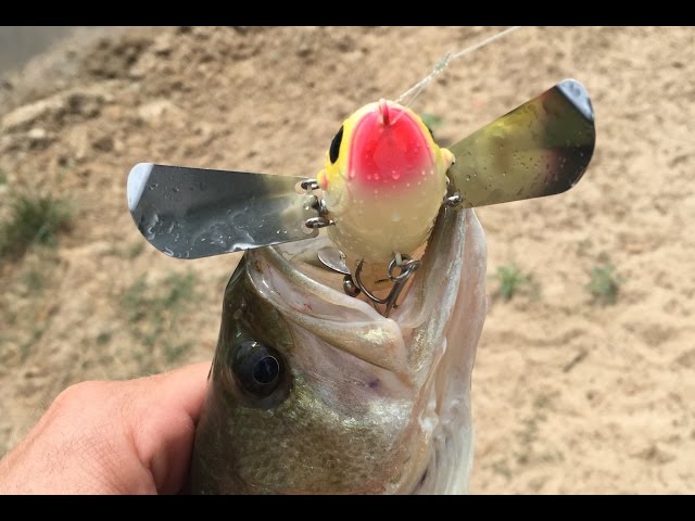 bass fishing lure quiz Noisy Topwater Lure Test