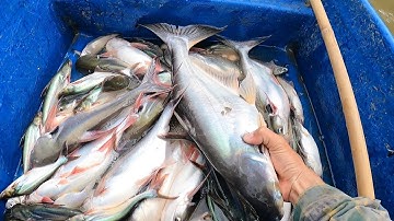 32fet một vợt thả cáp, thực tế trên song cái bé // Phong68