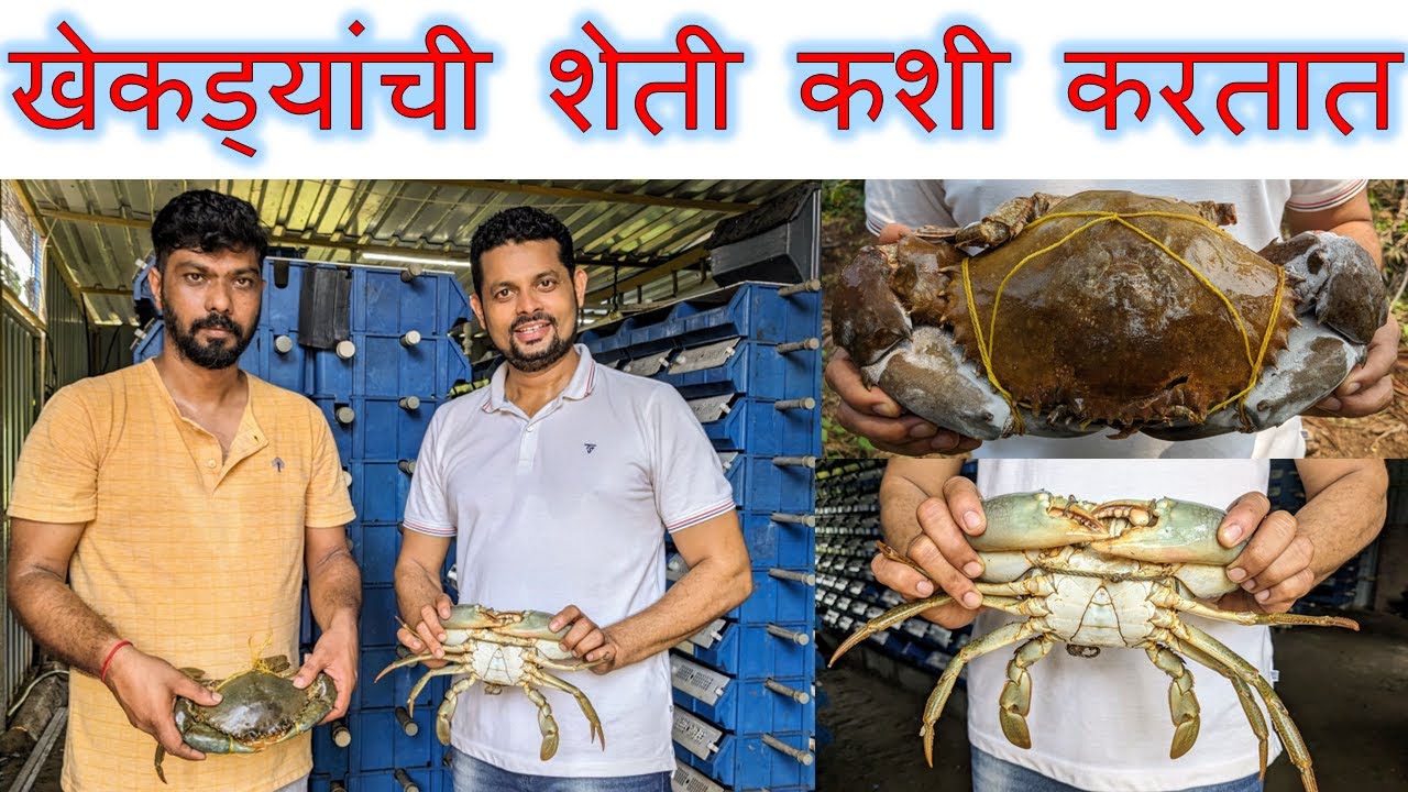 खेकड्यांची शेती कशी करतात खेकडा शेती वसई Crab farming in Vasai