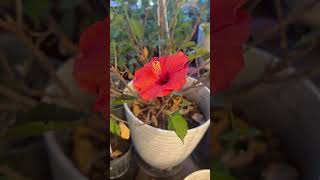 Can Hibiscus Bloom in Winter? Watch This! 🌺❄️#Shorts #wintergarden