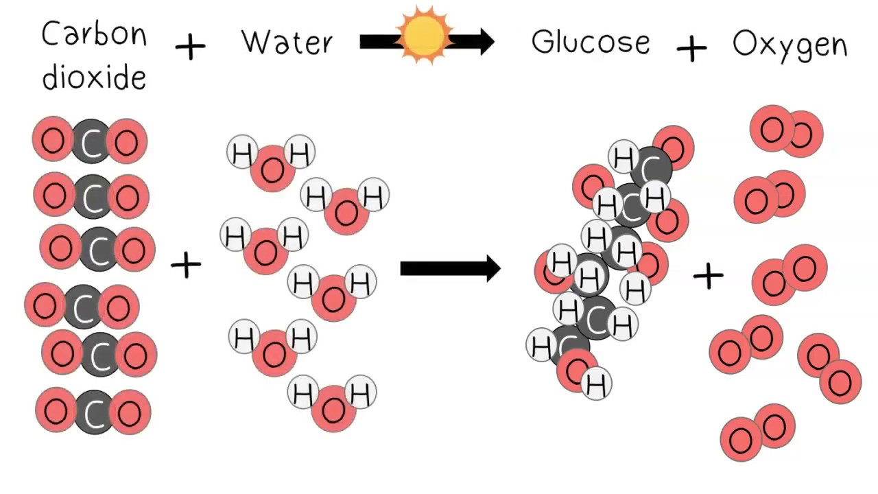 Equation For Photosynthesis Reactants And Products equation-for-photosynthesis-reactants-and-products