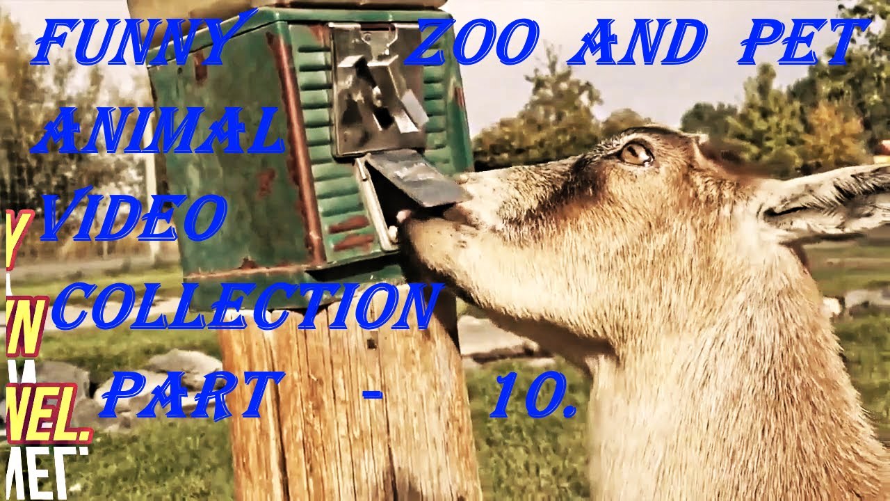 Hello Friends, this Video is all about the funny Zoo and pet Animal