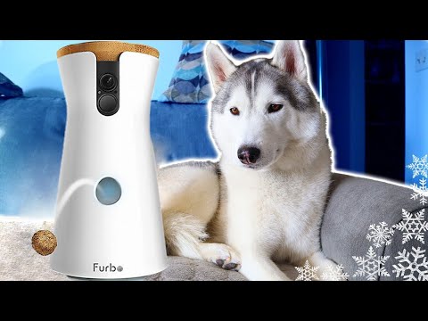 Video: Samoyed ит тукуму эң көп үрөт, деп билдирет Dog Camera Company