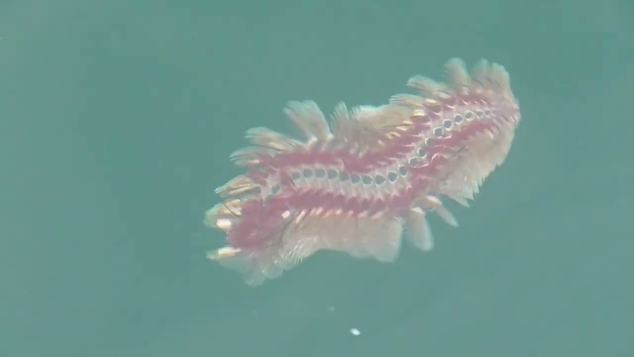 ウミケムシ/海毛虫の氷漬け 閲覧注意！？ ウミケムシ」｜研究・教育