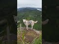 Max the Traveling Dog: Timor-Leste Adventure!