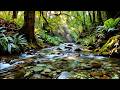 Deep Sleep Therapy with Natural Sounds 🌿 Stress Relief, Insomnia &amp; Focus Healing
