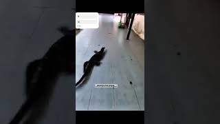 Oooo Pakad Bhosdike Le Madar Chod Crocodile Funny Ke Lavde Ke Lavde