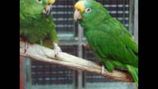 Peththappu - Gamani Mendis