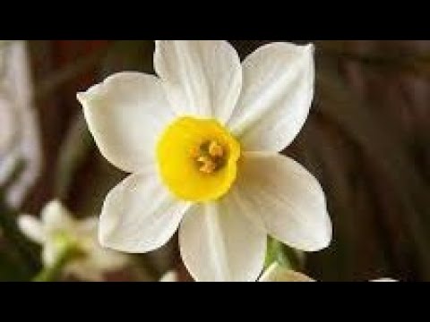 معنى اسم نرجس وصفات حامله هذا الاسم