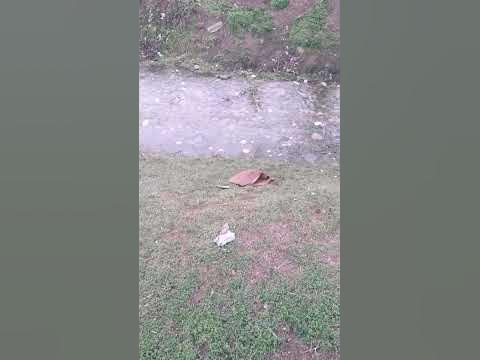 вииии - YouTube