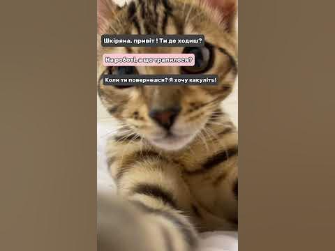 І ніяк по-іншому 😅 #бенгал #бенгальскаякошка - YouTube