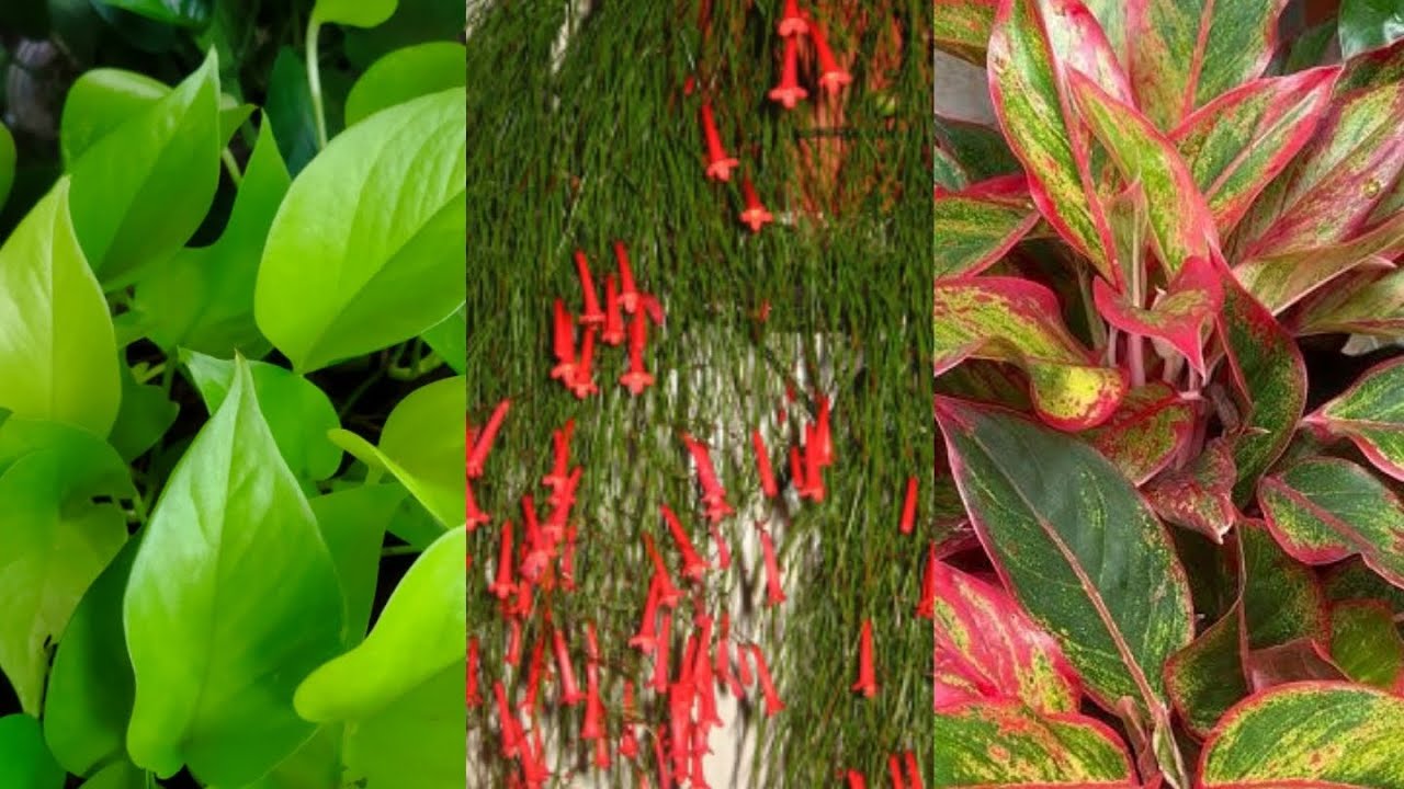 #Mostrando .Cantinho encantado com plantas lindas No jardim 🏡 🥀🪴🌾