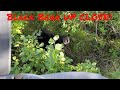 Black Bear VS 44 Magnum (First Time Bear Hunt)