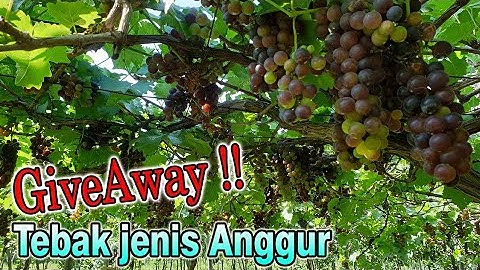 Woow Full Buah Anggur Manis, Panen Umur 95hari, Brix 20