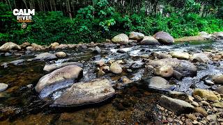 Calm FOREST STREAM Reflections | 4K Flowing Water Sounds for Deep RELAXATION and SLEEP