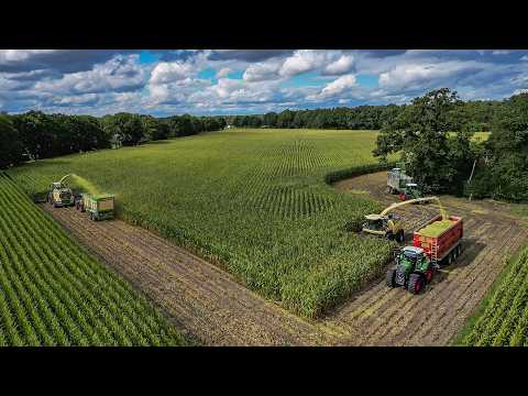 Maize 2025 / Krone Big X 1180 + Big X 780 / Busche Estorf / Corn silage harvest