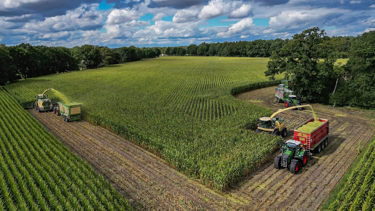 Mais 2025 / 24 Reihe mit Krone Big X 1180 + Big X 780 / Busche Estorf / Maisernte