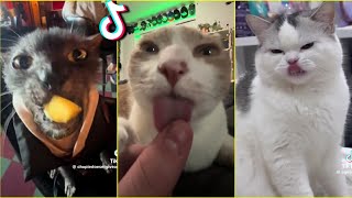 Funny Cats TikTok - Compilation 2024 #4