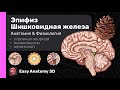 Эпифиз. Шишковидная железа: Анатомия & Физиология | Мелатонин | Easy Anatomy