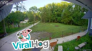 Ring Camera Interjection Spooks Deer but Saves Hydrangeas || ViralHog