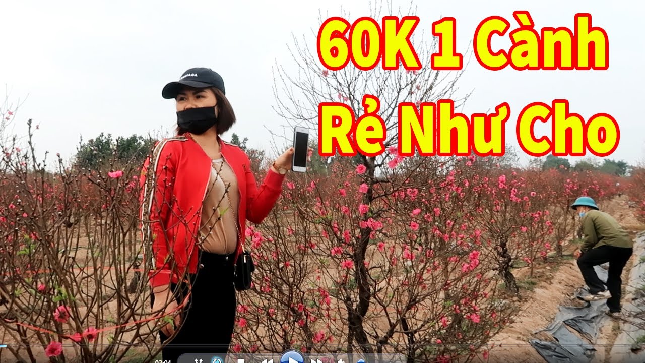 Siêu Rẻ 60K 1 cành hoa đào tết đẹp, đào tết 2025