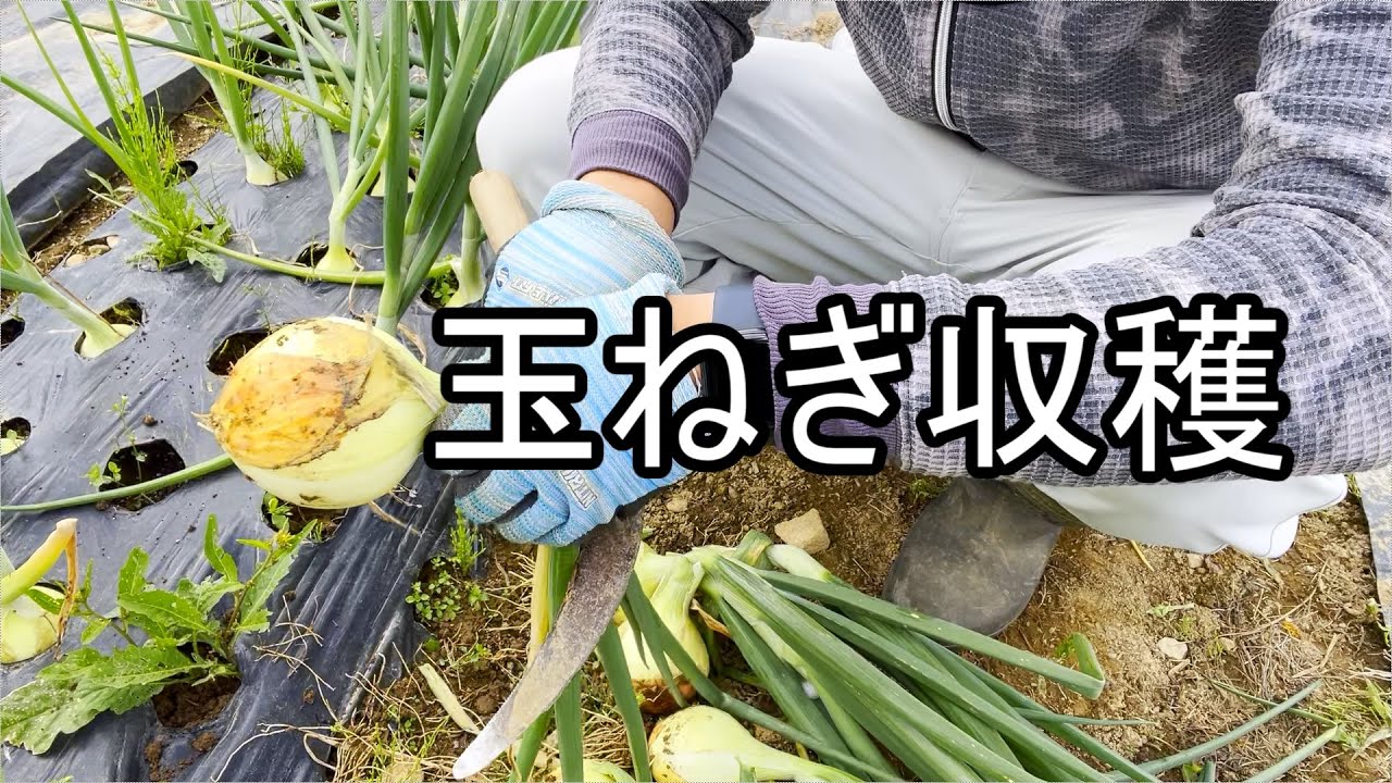 玉ねぎ収穫今年は小さめですがそこそこな出来です Youtube