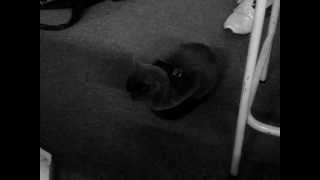 Download Lagu Torturando o gato... MP3