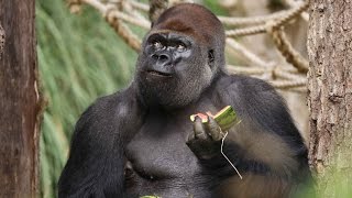 Gorillas get watermelon treats!