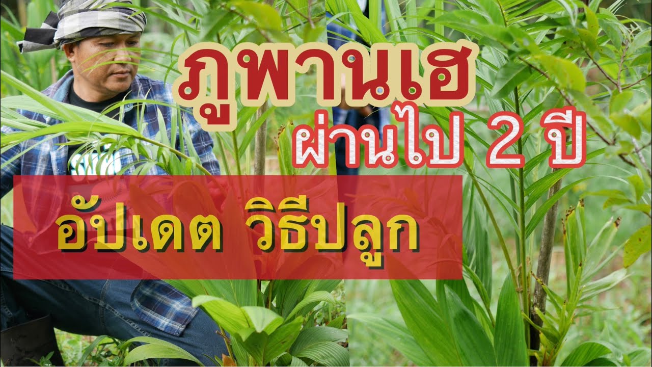 ภูพานเฮ มาอัปเดตผ่านไป 2 ปี#ภูพานเฮ#ต้นภูพานเฮ