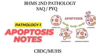 APOPTOSIS PATHOLOGY-1 NOTES🎯💯 BHMS 2ND🩺🎯💥 🎯#SAQ #PYQ #BHMS #VIRAL💯#VIRAL #bpth #pathology #medico 💥