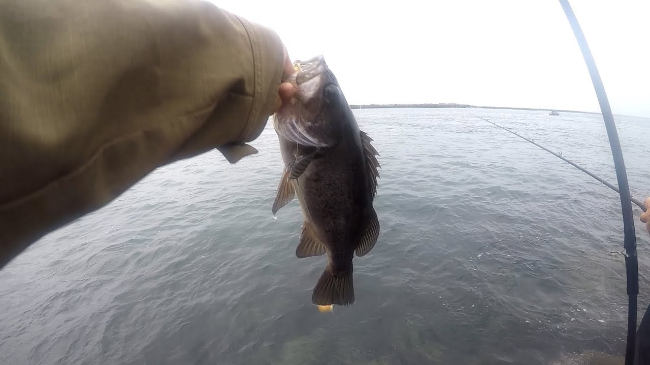 Barview Jetty Sand Shrimp for Rock Fish YouTube
