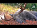 Huge Bull Moose Rakes, Chases Girls, Sleeps -Fun!