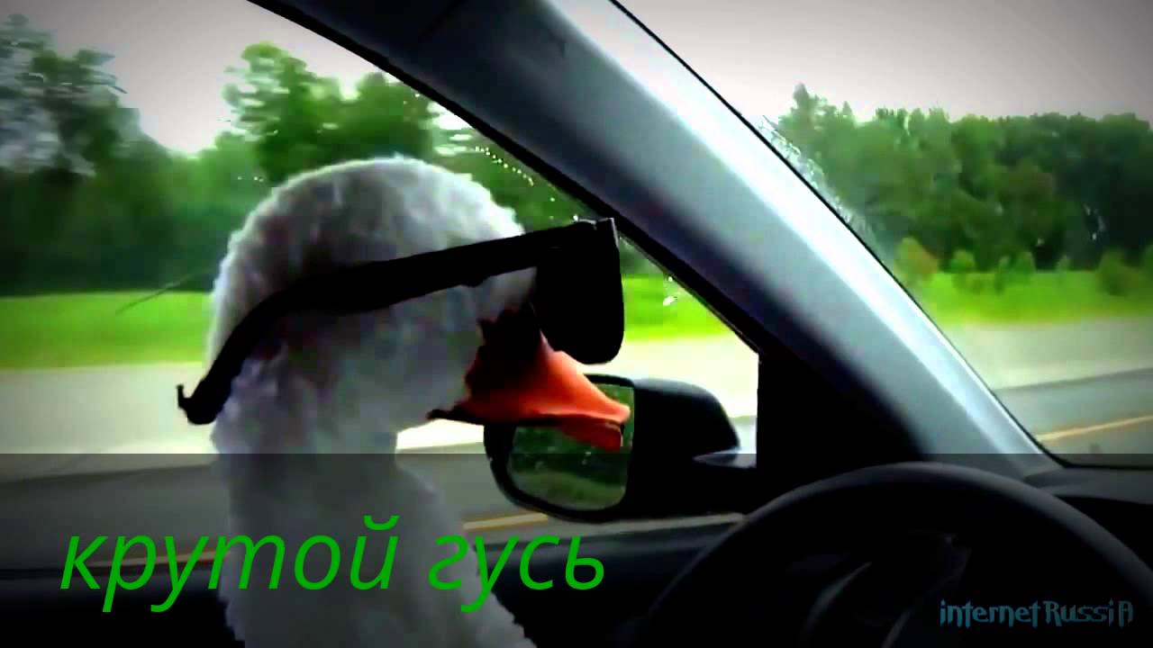 Гусь с очками