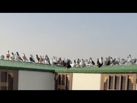 مهرجان كبير يوم الخميس سهرة ولا بالأحلام 29 1 2026 راح أكون لقاء الاكابر مفاجآت كبيرة مع عمر ابو 