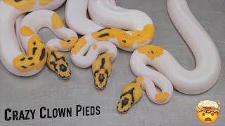 Hatching Our DREAM Animals - The PERFECT Clown Pieds