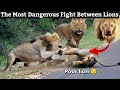 Lions vs lion fight to death the most dangerous fight between lions  youve never seen this before