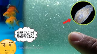 PLANARIA: Mirip Cacing Putih, Banyak, Nempel Di Kaca Aquarium: Berbahayakah untuk Para Buncit?