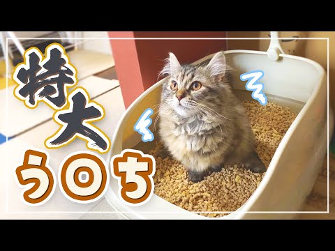 【サイベリアン】子猫にドライササミをあげていたら特大うんちをするようになりました