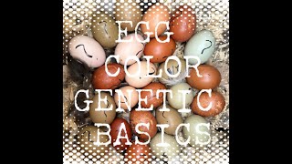 Hatching Eggs and Chicken Egg Color Genetic Basics