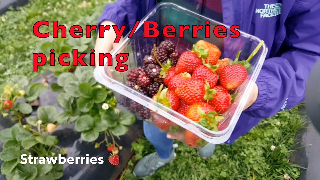Cherry/Berries Picking (Victoria)🇦🇺🇵🇭 YouTube