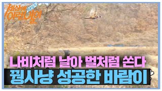 멋있게 꿩 사냥에 성공한 맹금류 바람이!ㅣ순간포착 세상에 이런 일이(Instant Capture)ㅣSBS Story