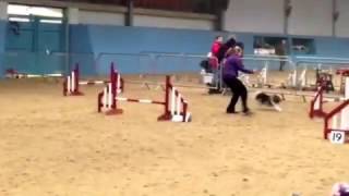 Louise. Agility Ability KC. Feb 2017. 1st place.
