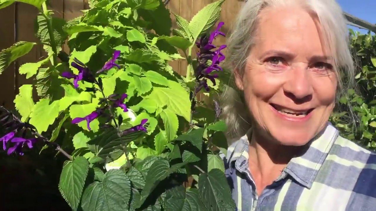 Rockin Deep Purple Salvia flowers to plant in milder climates 