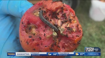 Army worms go to war with Kansas lawns & gardens