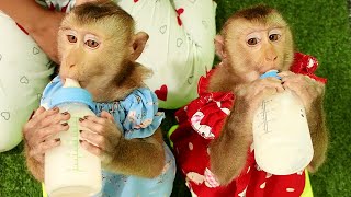 Super Strange and Cute New Dress Adult Monkey  Lyly Boki Enjoy Milk Together