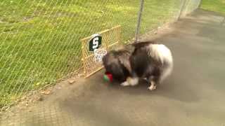 Fluffy Dog can't stop playing basketball  Keeshond cuteness